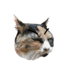 ボーダーコリーのヨークと3匹の猫たち@（個別スタンプ：19）