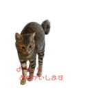 ボーダーコリーのヨークと3匹の猫たち@（個別スタンプ：21）