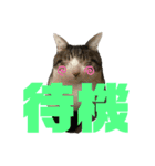 ボーダーコリーのヨークと3匹の猫たち@（個別スタンプ：22）