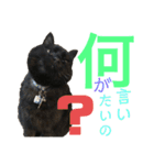 ボーダーコリーのヨークと3匹の猫たち@（個別スタンプ：23）