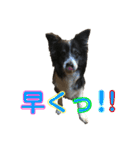 ボーダーコリーのヨークと3匹の猫たち@（個別スタンプ：24）
