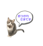 主役は小町（個別スタンプ：1）