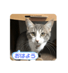 主役は小町（個別スタンプ：2）