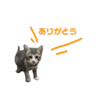 主役は小町（個別スタンプ：9）