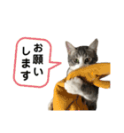 主役は小町（個別スタンプ：10）