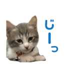 主役は小町（個別スタンプ：13）
