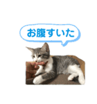 主役は小町（個別スタンプ：14）