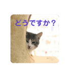 主役は小町（個別スタンプ：18）