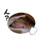 モカぴの日常（個別スタンプ：28）