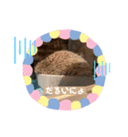 モカぴの日常（個別スタンプ：37）