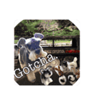 Atom’s line Stickers②（個別スタンプ：12）