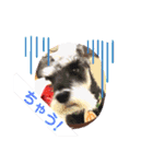 Atom’s line Stickers②（個別スタンプ：37）
