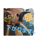 フレブルえるくん第3段（個別スタンプ：13）