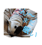 フレブルえるくん第3段（個別スタンプ：17）