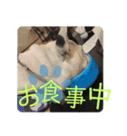フレブルえるくん第3段（個別スタンプ：20）