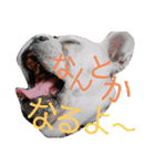 フレブルえるくん第3段（個別スタンプ：22）