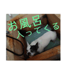 フレブルえるくん第3段（個別スタンプ：23）