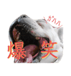 フレブルえるくん第3段（個別スタンプ：28）