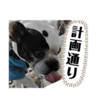 フレブルえるくん第3段（個別スタンプ：31）