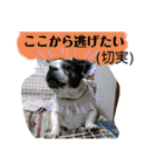 フレブルえるくん第3段（個別スタンプ：34）