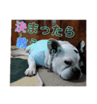 フレブルえるくん第3段（個別スタンプ：35）