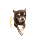 あゆちゃんぱんちゃん（個別スタンプ：14）