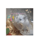 ましゅたんぷ①（個別スタンプ：12）