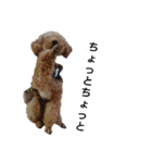 とい犬の日常（個別スタンプ：2）