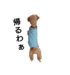 とい犬の日常（個別スタンプ：5）