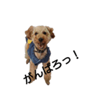 とい犬の日常（個別スタンプ：9）