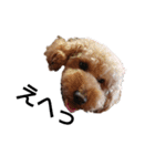とい犬の日常（個別スタンプ：11）