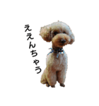 とい犬の日常（個別スタンプ：13）
