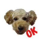 とい犬の日常（個別スタンプ：16）