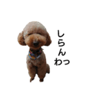 とい犬の日常（個別スタンプ：19）