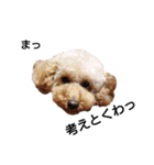 とい犬の日常（個別スタンプ：20）