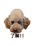 とい犬の日常（個別スタンプ：23）