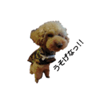 とい犬の日常（個別スタンプ：25）