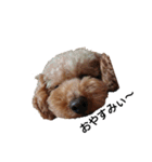 とい犬の日常（個別スタンプ：30）