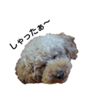 とい犬の日常（個別スタンプ：32）