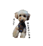とい犬の日常（個別スタンプ：33）