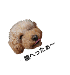 とい犬の日常（個別スタンプ：38）