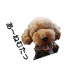 とい犬の日常（個別スタンプ：39）