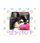 ペロリンチワワ チー太つぶやく（個別スタンプ：4）