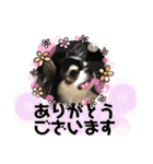 ペロリンチワワ チー太つぶやく（個別スタンプ：7）