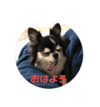 ペロリンチワワ チー太つぶやく（個別スタンプ：10）