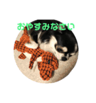 ペロリンチワワ チー太つぶやく（個別スタンプ：12）