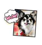 ペロリンチワワ チー太つぶやく（個別スタンプ：15）