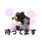 ペロリンチワワ チー太つぶやく（個別スタンプ：20）