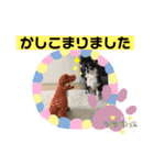 ペロリンチワワ チー太つぶやく（個別スタンプ：21）