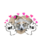 うちのビーグル犬スタンプ2（個別スタンプ：10）